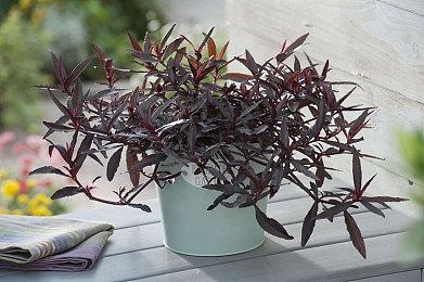 《龙腾世纪：影障守护者》Steam愿望单榜未能进前30名